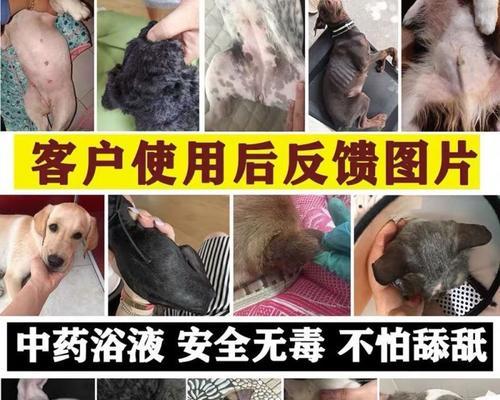 治疗泰迪犬皮肤病的有效方法（以宠物为主，让您的泰迪犬恢复健康）