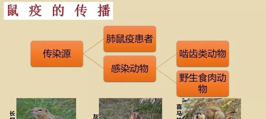 如何正确饲养田鼷鼠？（关注营养、环境、健康，让田鼷鼠健康快乐成长）