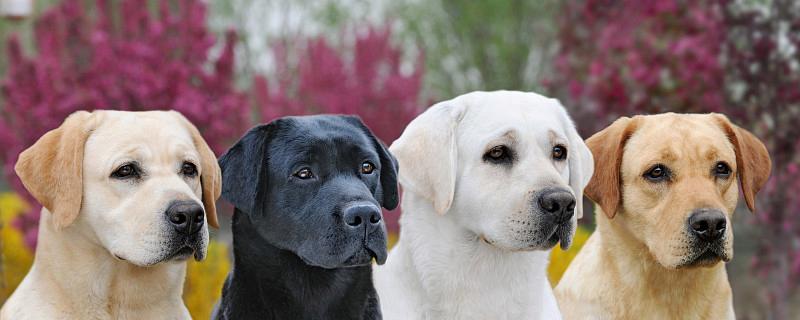 如何训练卷毛巡回猎犬成为理想的宠物（掌握正确的训练方法，让你的卷毛巡回猎犬成为最好的朋友）