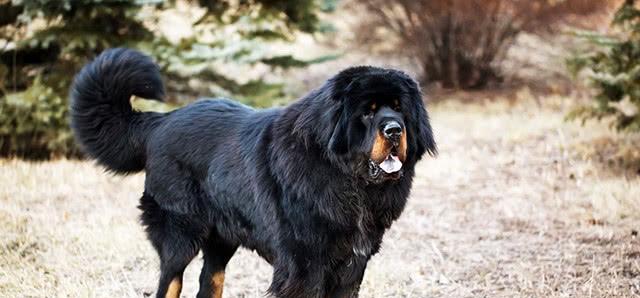 高加索护卫犬（探索高加索护卫犬的特点与训练技巧）