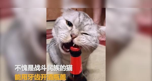 猫咪喝白酒是否安全？（猫咪饮酒有哪些危害？）