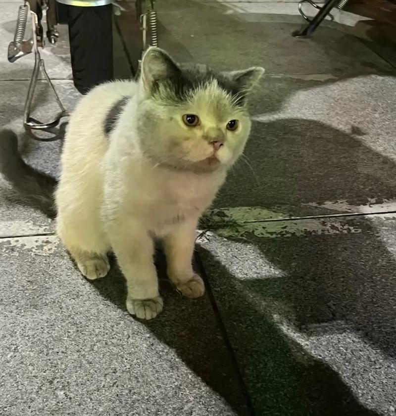 为何大猫不喜欢小猫（探讨大猫对小猫的厌恶原因与解决方法）