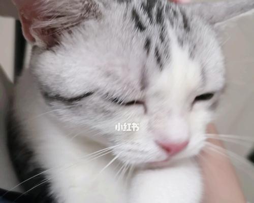 宝宝被猫吓到了怎么办？（防范措施与应对方法）