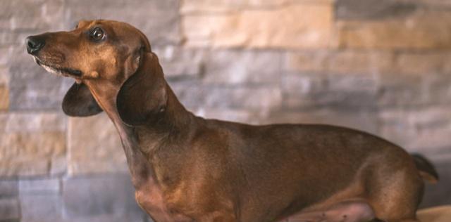 让你的腊肠犬变成听话宝宝（腊肠犬训练技巧与实践/训练腊肠犬的秘诀）