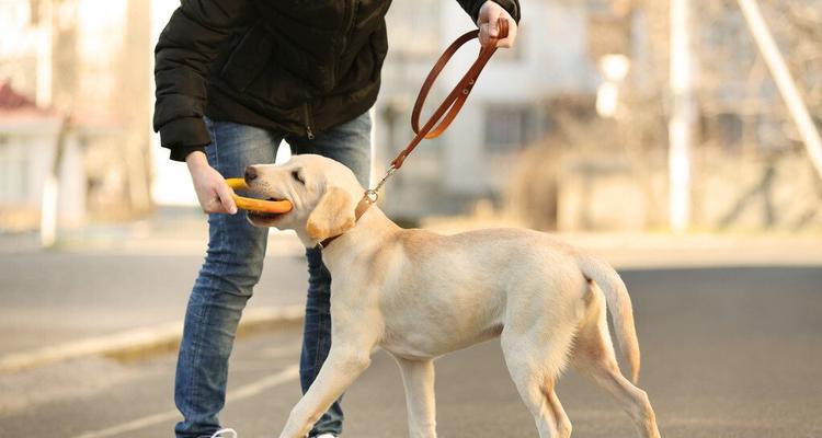 拉布拉多犬排便训练详解（如何让拉布拉多犬养成良好的排便习惯？）