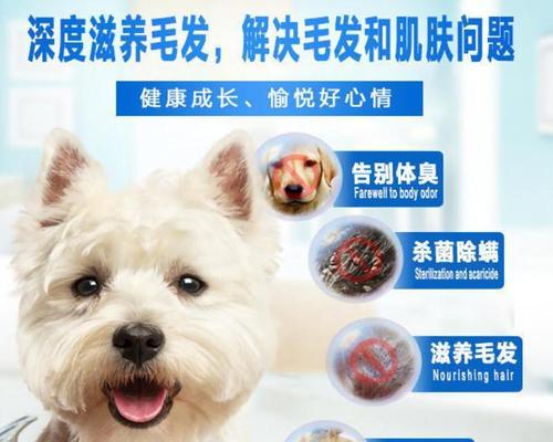 泰迪犬有跳蚤怎么办？（宠物与跳蚤的斗争）