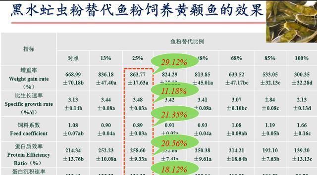 黑腹绒鼠的饲养方法（打造健康宠物家族，关注细节满足需求）