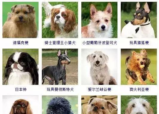 挪威猎犬与胡萝卜的奇妙冒险（探索宠物犬健康饮食新趋势，与胡萝卜共享美食之旅）