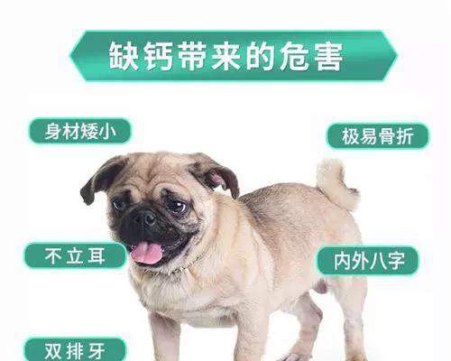 哺乳期幼犬喂养注意事项（宠物主人必知，让幼犬健康成长！）