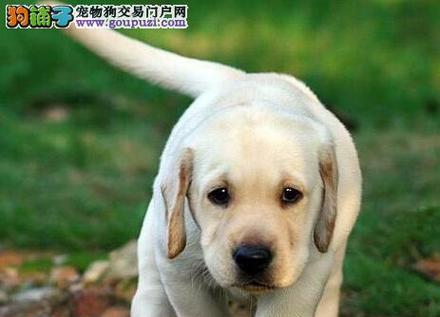 拉布拉多犬的性格特点（探秘拉布拉多犬的个性魅力与适应性）