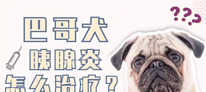 圣伯纳犬胰脏炎的病因、症状、治疗和预防（宠物饮食习惯、养护注意事项和医疗危机）