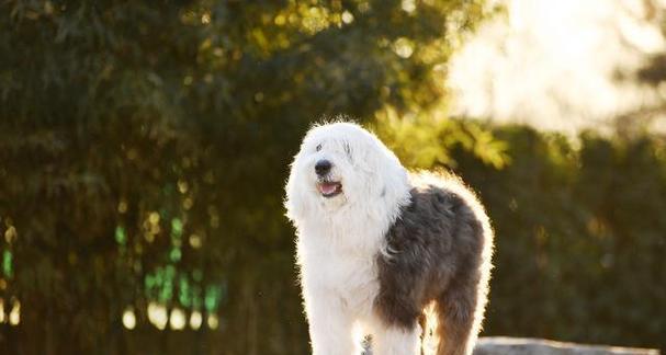 以古牧幼犬养护指南（打造健康、快乐、优秀的宠物生活）