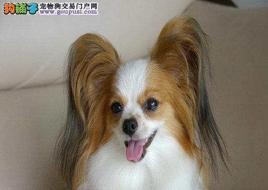 如何照顾蝴蝶犬幼犬（全方位指南，让您的小宝贝健康成长）