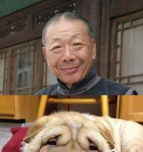 明星家里的狗狗们（揭秘明星们的宠物犬种和养犬心得）