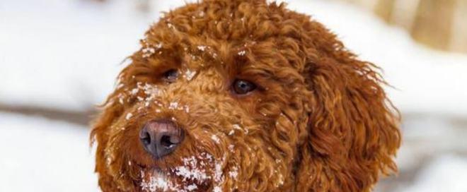 如何清除泰迪犬口臭？（从刷牙开始，让你的泰迪犬拥有清新的口气！）