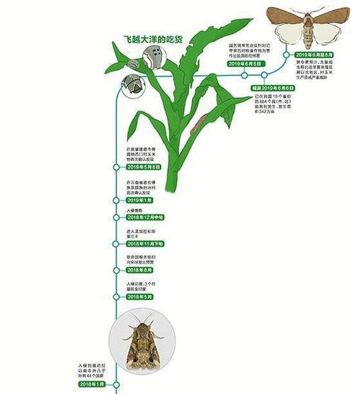 如何正确饲养田鼷鼠？（掌握养殖技巧，打造健康萌宠）