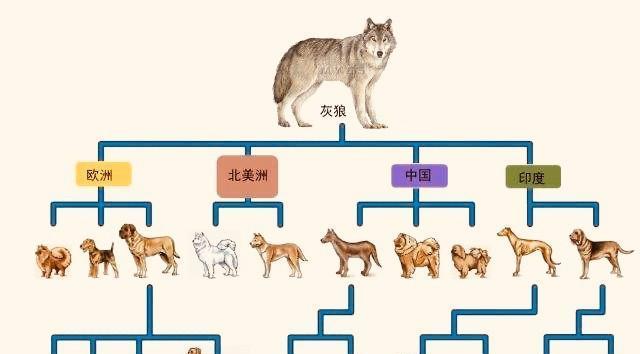 如何饲养忌廉兔——关注它的生活习性（兔的适宜环境、饮食、健康和娱乐）