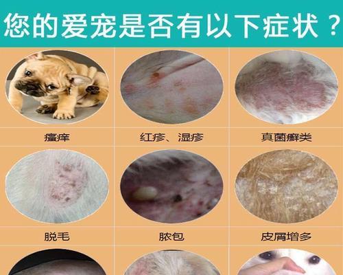 宠物狗得了螨虫？如何有效治疗（宠物狗螨虫症状、治疗方法和预防措施）