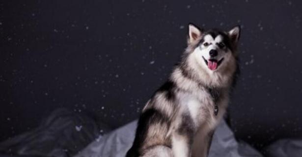 探索阿拉斯加雪橇犬的神秘性格（宠物之外的伙伴，了解阿拉斯加雪橇犬的性格特点）