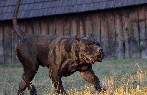 以卡斯罗犬拉肚子怎么办？（从宠物健康、饮食、环境等多方面入手，帮你全面解决犬拉肚子问题）