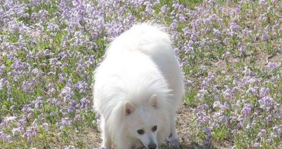 银狐犬室内训练的方法与技巧（打造听话、聪明的银狐犬）