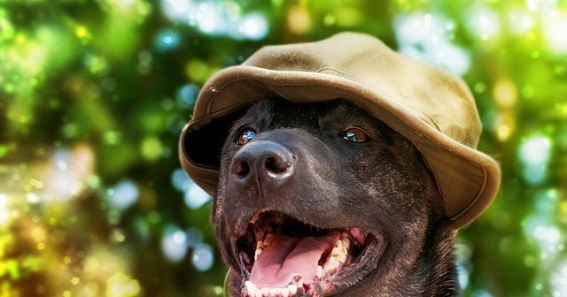 法兰德斯畜牧犬的饲养指南（掌握正确的饲养方法，让你的爱宠健康成长）