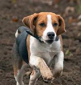 英国猎狐犬的饲养方法（从幼犬到成年犬，让你轻松饲养）