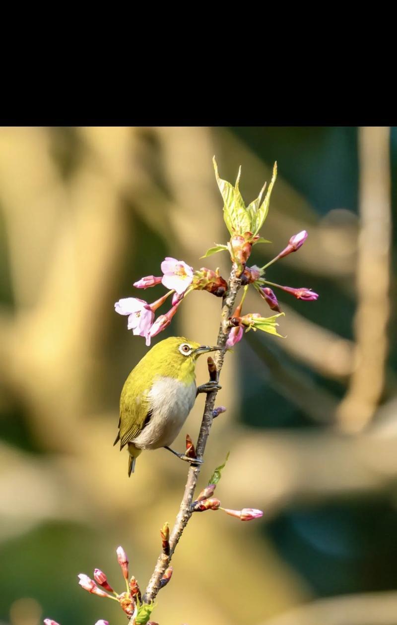 如何饲养铜喉花蜜鸟，打造一个温馨的家