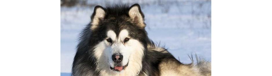 如何科学合理地饲养阿拉斯加雪橇犬（以宠物为主，提高饲养品质）