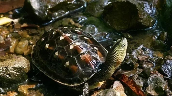 墨西哥地鼠龟的全面饲养指南（以宠物为主，让你的龟宝宝健康成长）