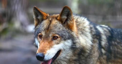 欧亚大陆犬的饲养指南（一步步教你如何照顾欧亚大陆犬，让你的宠物健康快乐）