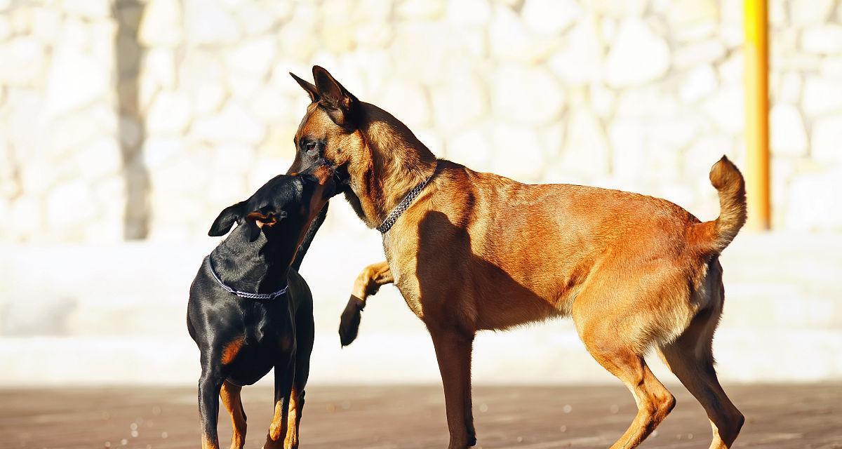 马利诺斯犬的饲养全指南（如何正确饲养一只健康的马利诺斯犬）