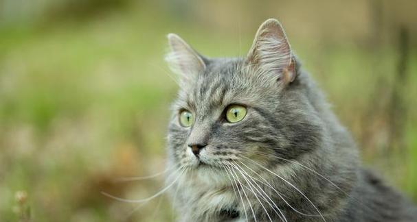 如何饲养以西伯利亚猫？（照顾你的毛茸茸小伙伴的方法与技巧）