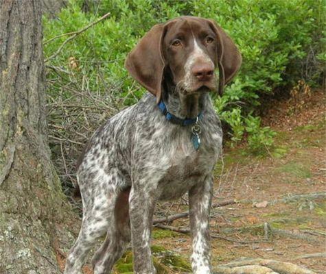 万能梗犬掉毛原因及防治方法（了解你的宠物，呵护它的健康，让爱宠健康成长）