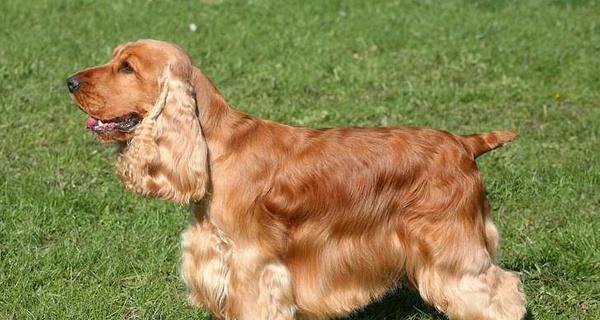 探究查理王小猎犬的生长速度（从幼犬到成年犬，生长变化一览无余）