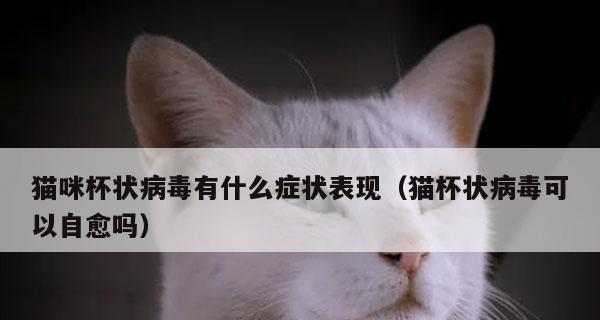 猫咪身体不适的表现和处理方法（拉稀、打喷嚏、声音变了，要及时处理！）