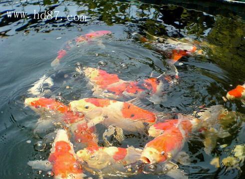 锦鲤鱼的饲养方法（打造美丽庭院的必备技能）