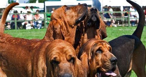 如何正确饲养寻血猎犬？（了解狗狗的生活习性，让饲养更科学！）