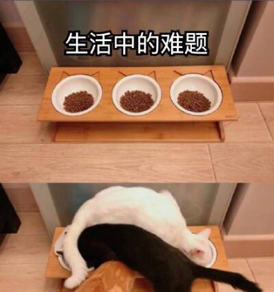 猫咪吃了过风的猫粮后该怎么办？（预防过风，从饮食开始！）