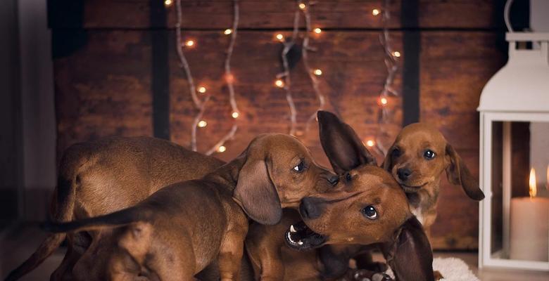 如何应对腊肠犬腹泻问题（从饮食、生活习惯、药物等方面全面探讨如何解决腊肠犬腹泻问题）