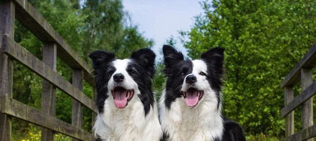 培养边境牧羊犬翻滚本领（打造聪明活泼的宠物犬，提高狗的智力和运动能力）