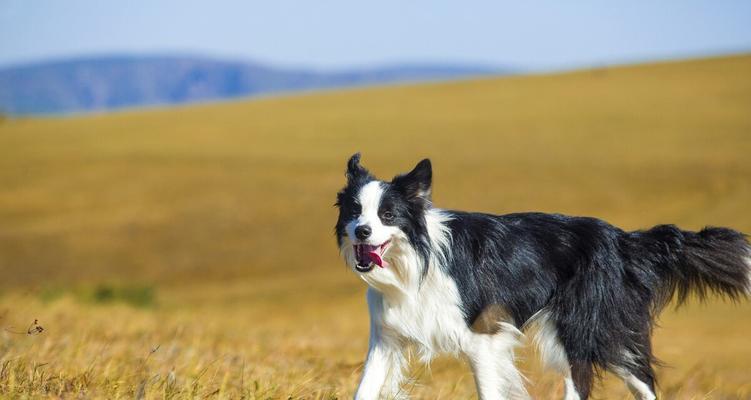 如何养护夏天边牧幼犬（宠物爱好者必知的养犬技巧）