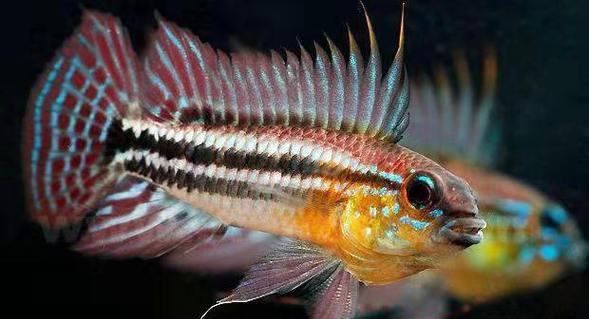 黑间短鲷的饲养方法（打造健康的黑间短鲷水族箱）