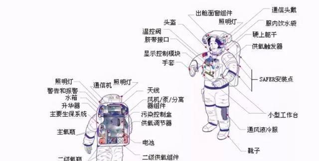 如何正确饲养火箭吊（从喂养到环境，全面了解如何让火箭吊健康成长）