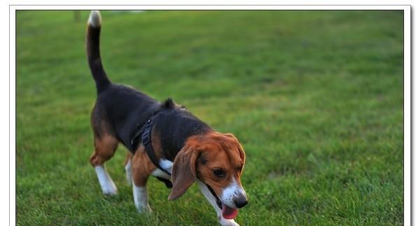 米格鲁猎犬的饲养方法（了解米格鲁猎犬的特点和需要，让你成为贴心的主人）