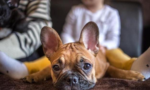 比格犬掉毛问题解决方法（宠物爱好者必知，让比格犬不再掉毛的小技巧！）