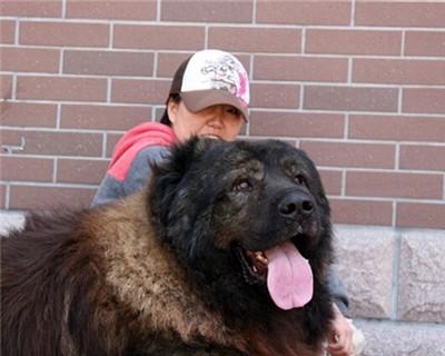 如何养护夏天高加索犬？（以宠物为主，打造健康快乐的犬生活）