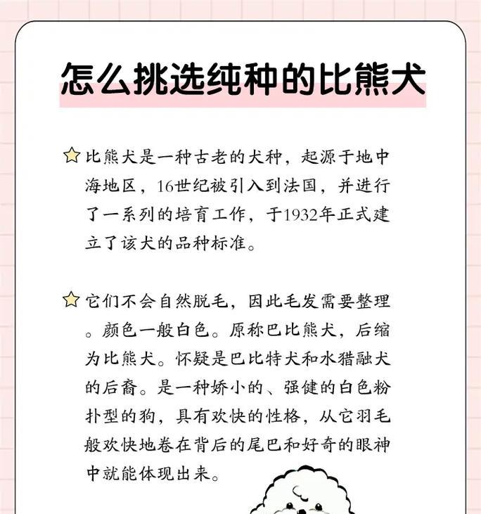 比熊犬饲养指南（以宠物为主，细心呵护）