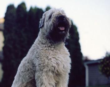 如何为爱尔兰梗犬提供适宜的饮食（以宠物为主，营养均衡才是王道）