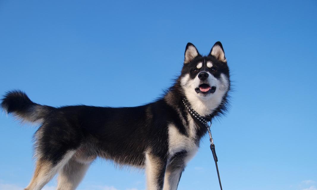 如何训练阿拉斯加幼犬停止咬人（教你用科学方法让小狗听从你的指挥）